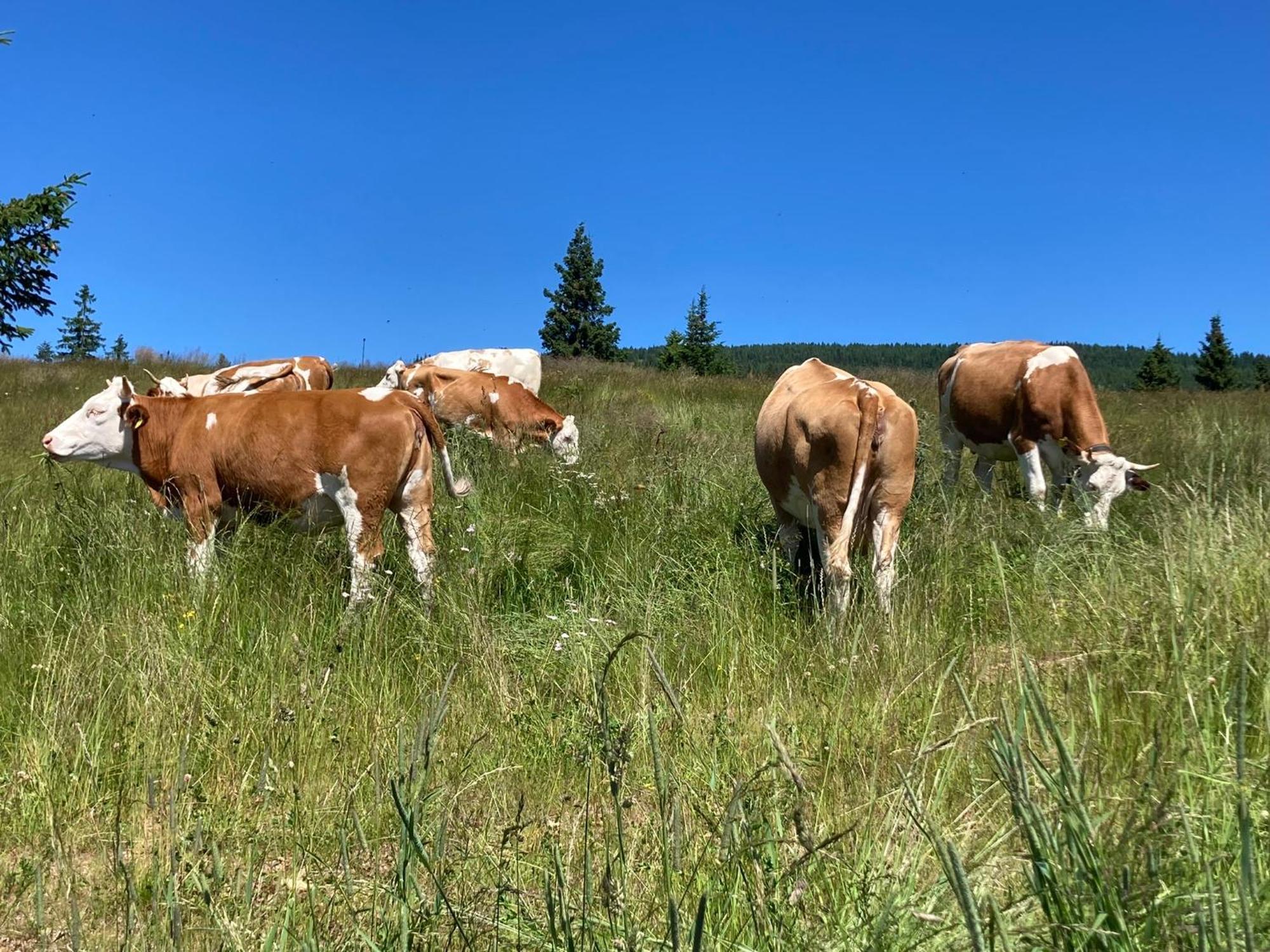 Feriendorf Koralpe Alpenrose Frantschach Exterior foto